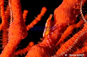 Xenocarcinus depressus-Tomia Hondue Beach-23m-20180525-Denis-ADER-DSC_0326_tn